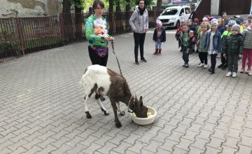 Współpraca z Ośrodkiem Adopcyjnym "Przytul Pyska"